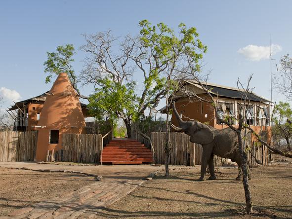 Amara Selous - elephant outside camp